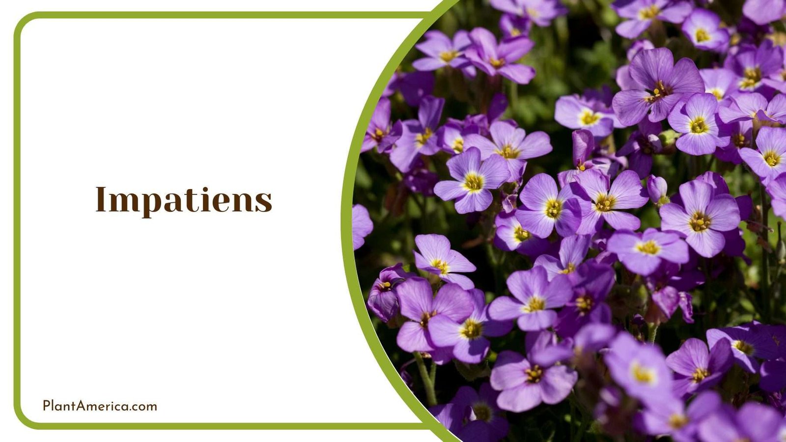 Impatiens Flower Plant America 1