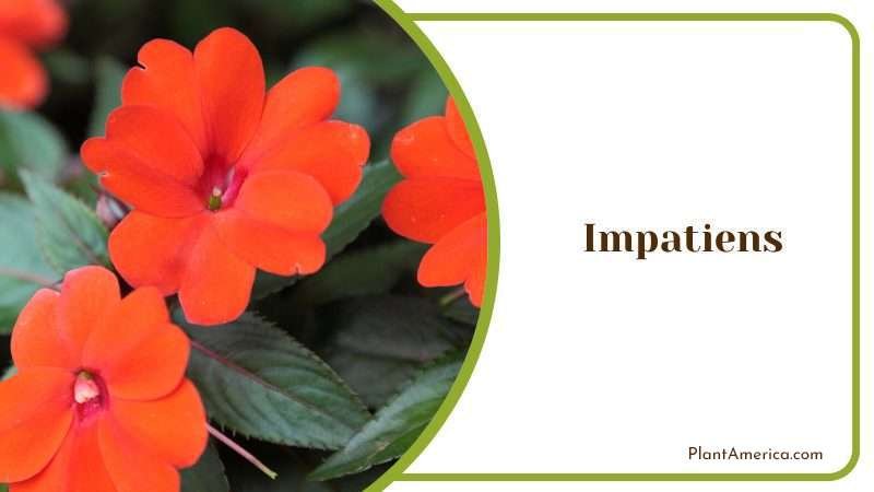 Impatiens Flower Plant America Impatiens Flower Plant America