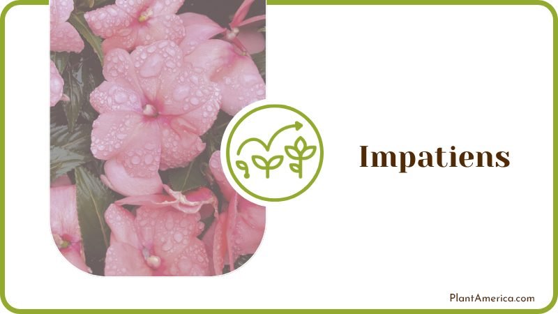 Impatiens Plant America