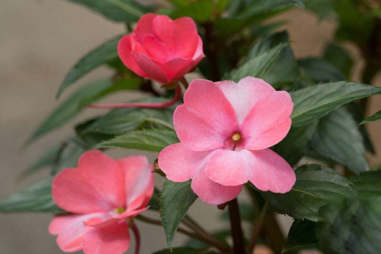 Impatiens Plant America