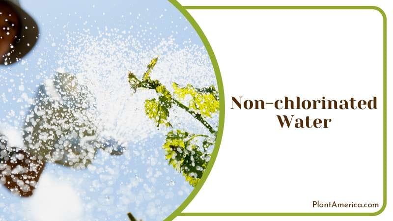 Importance of Using Non Chlorinated Water Plant America