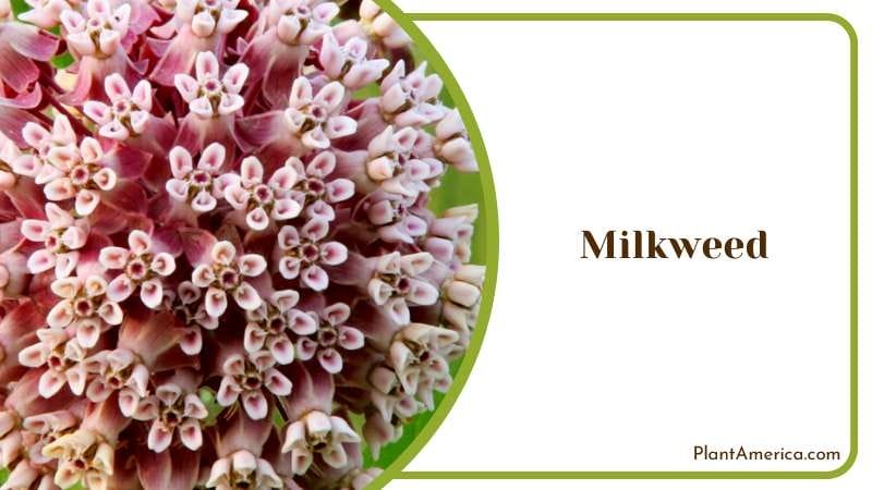 Important Milkweed Flowers Plant America Important Milkweed Flowers Plant America