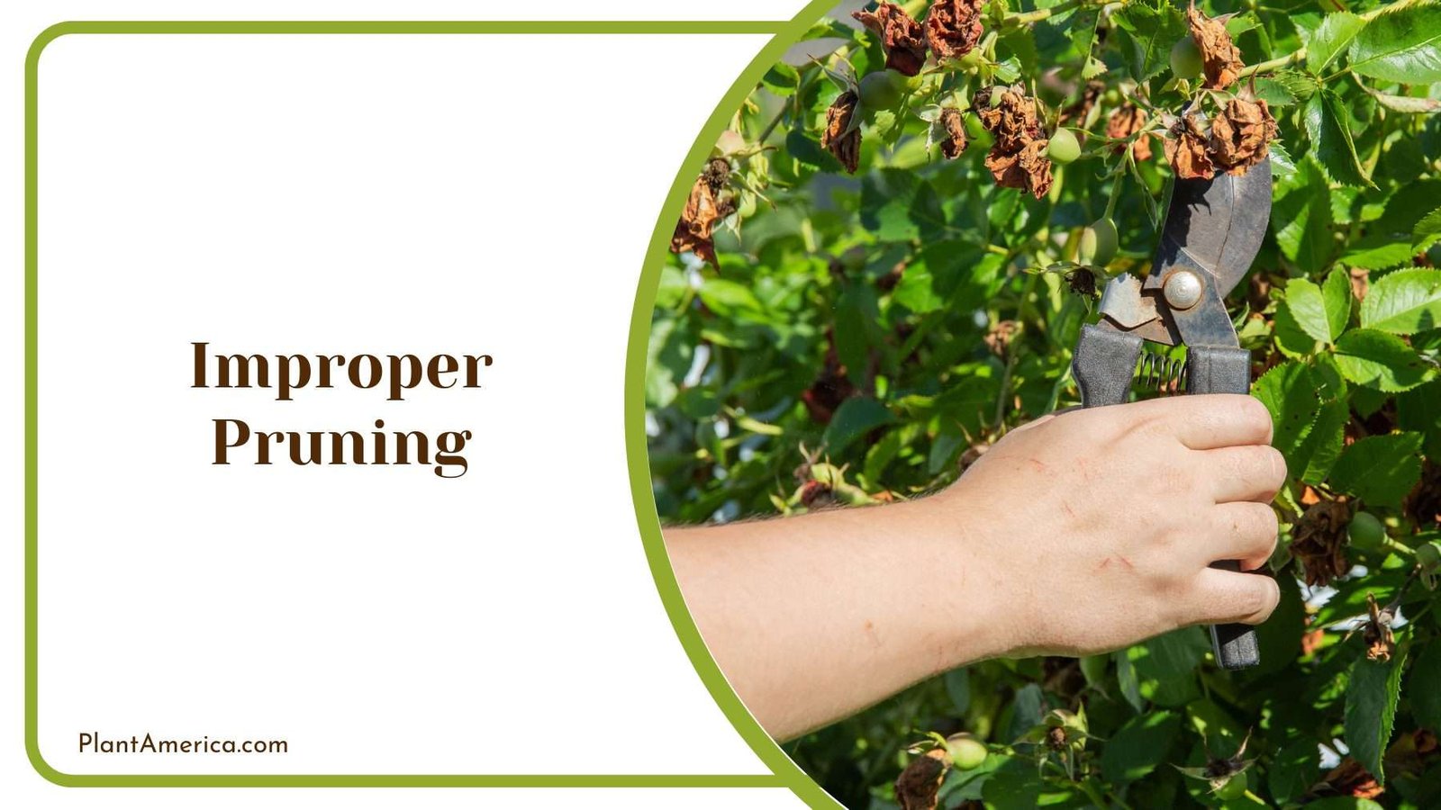 Improper Pruning Plant America Improper Pruning Plant America