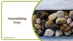 Pebble Tray for Plants: Guide and DIY Method To Give Plants Humidity ...