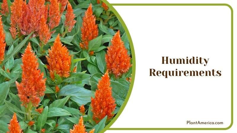 Improves the air moisture levels Plant America