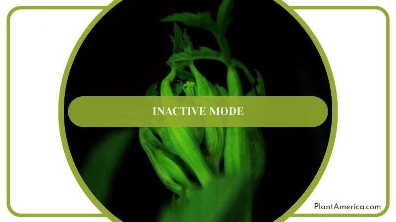 Inactive Mode Trees Plant America