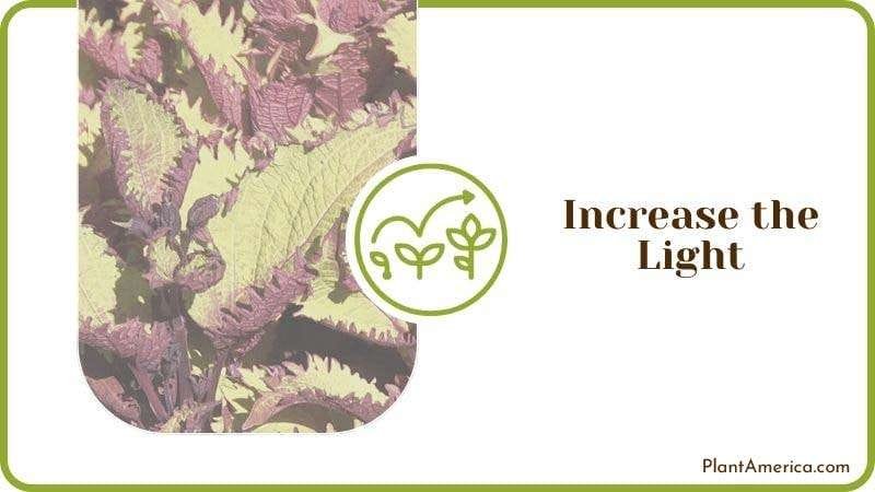 Increase the Light Plant America