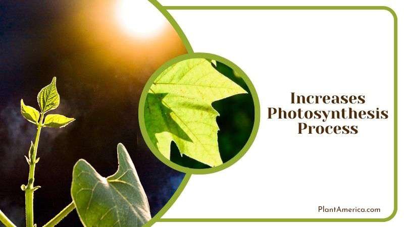 Increases Photosynthesis Process Plant America