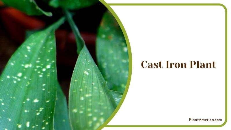 Indestructible Icon of Cast Iron Plant Plant America