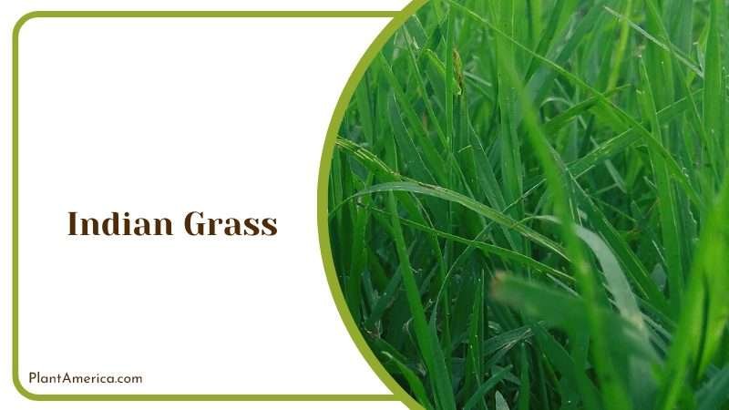 Indian Grass Native Beauty Plant America