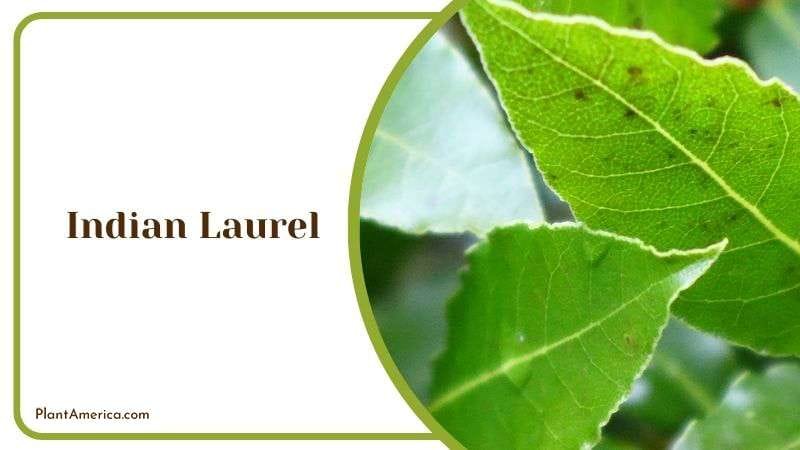 Indian Laurel Outdoor Tree Plant America Indian Laurel Outdoor Tree Plant America