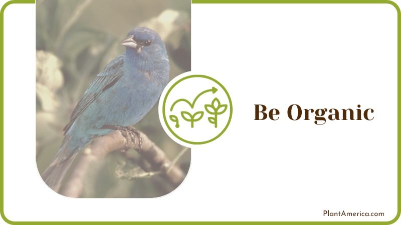 Indigo Buntings on a tree Plant America