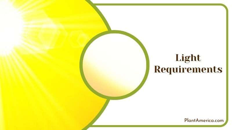 Indirect Light for Philodendron Plant Plant America