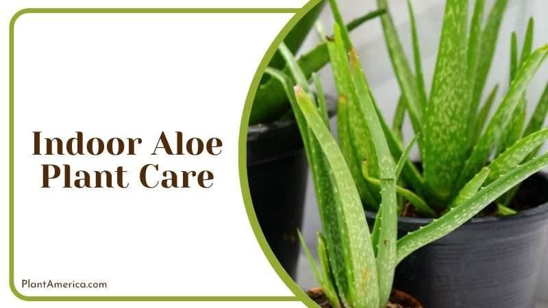 Indoor Aloe Plant Care Plant America