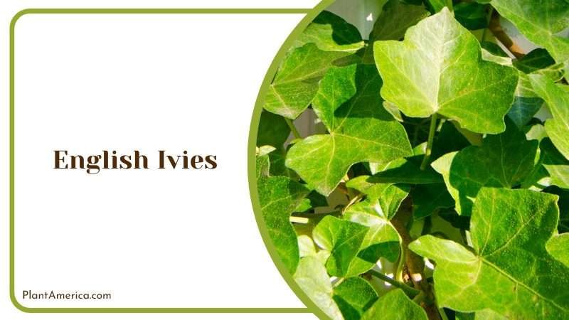 Indoor English Ivy Plant America