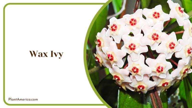 Indoor Flowers of Wax Ivy Plants Plant America