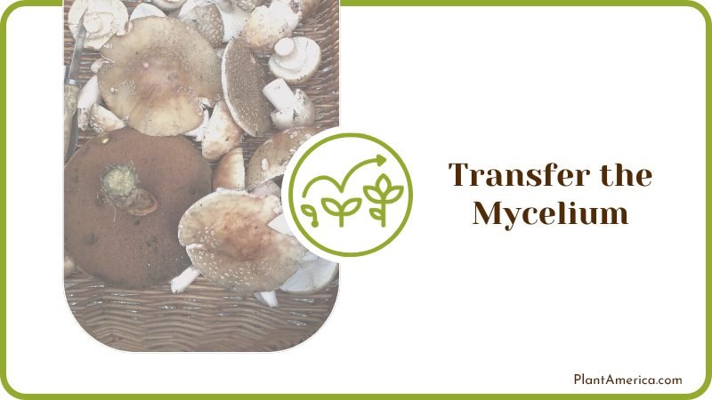 Indoor Mushroom Care Plant America Indoor Mushroom Care Plant America