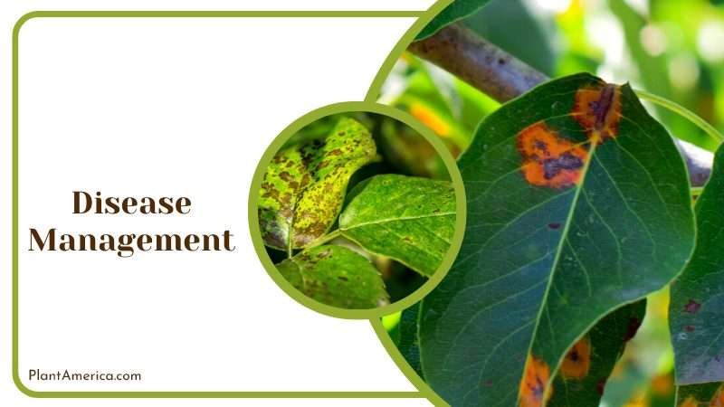 Indoor Plants Disease Plant America