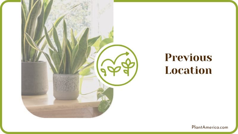Indoor Snake Plants PlantAmerica Indoor Snake Plants PlantAmerica