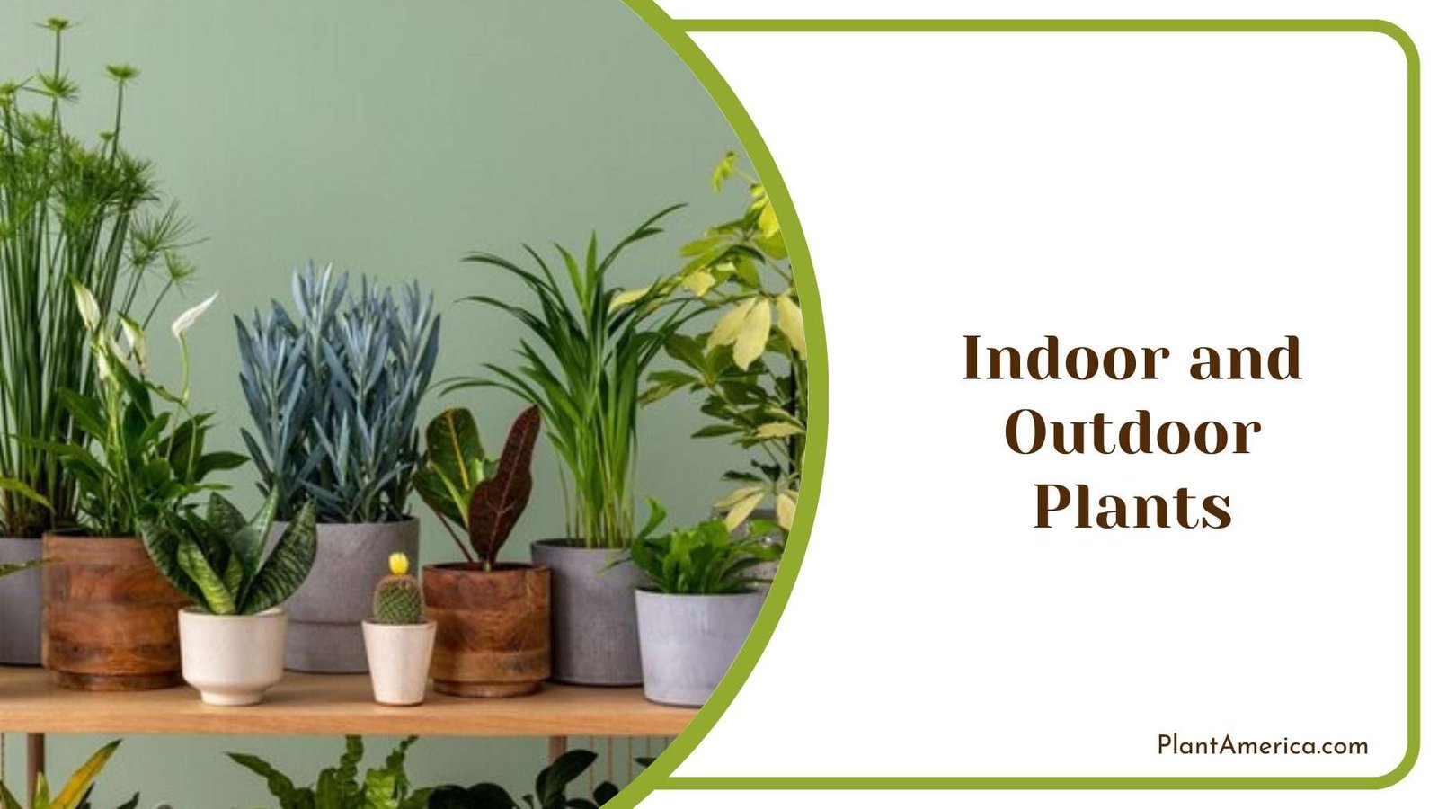 Indoor and Outdoor Plants Plant America