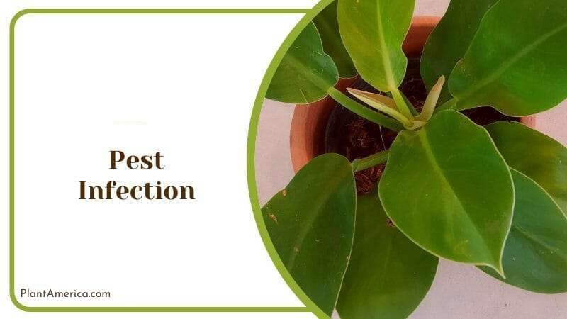 Infected Philodendron Atom Plant America Infected Philodendron Atom Plant America