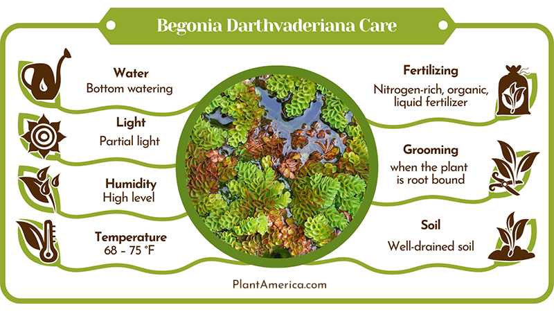 Infographic Guide of Begonia Darthvaderiana ~ PlantAmerica Begonia Darthvaderiana: Care and Grow Guide for the Rare Plant