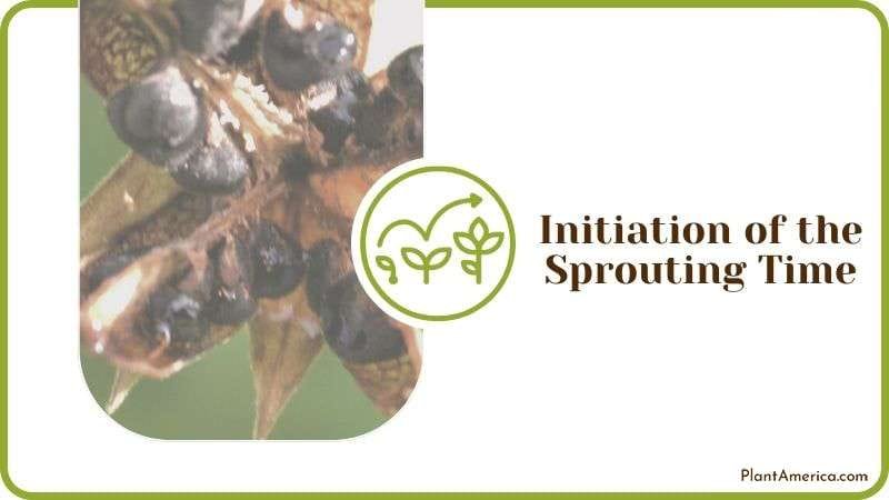 Initiation of the Sprouting Time Plant America
