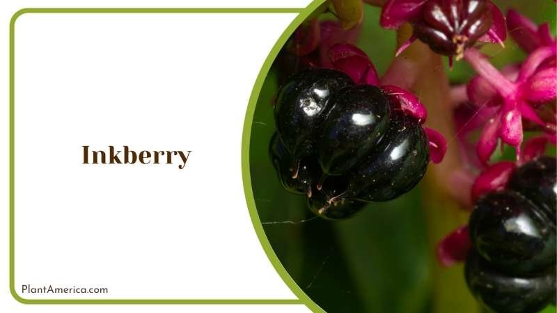 Inkberry Glossy Black Berries Plant America