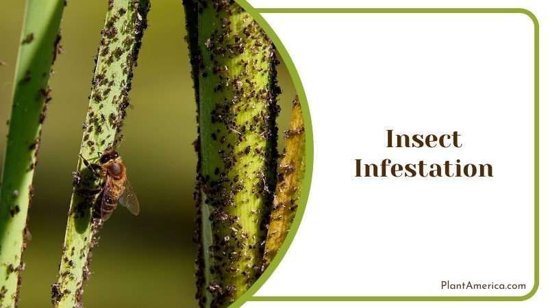 Insect Infestation Plant America 1
