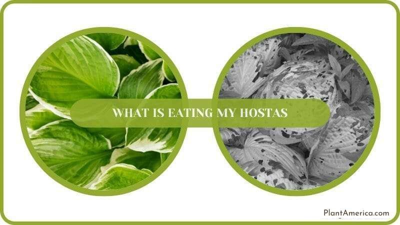 Insects Eating My Hostas Die Plant America Insects Eating My Hostas Die Plant America