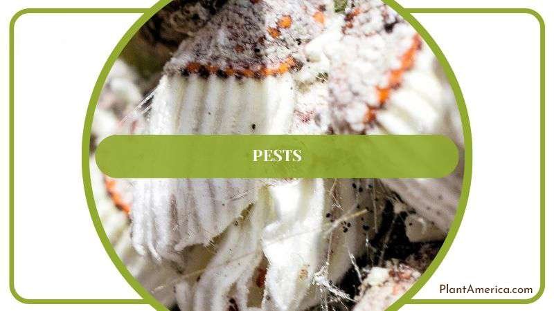Insects and Pests in Camo Plant Plant America