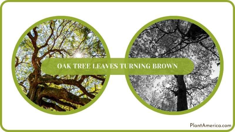 Inspect Browning Leaves on Oaks Tree Plant America