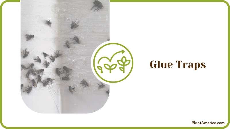 Installing Glue Traps Plant America