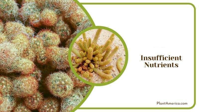 Insufficient Nutrients in Gold Lace Cactus Plant America