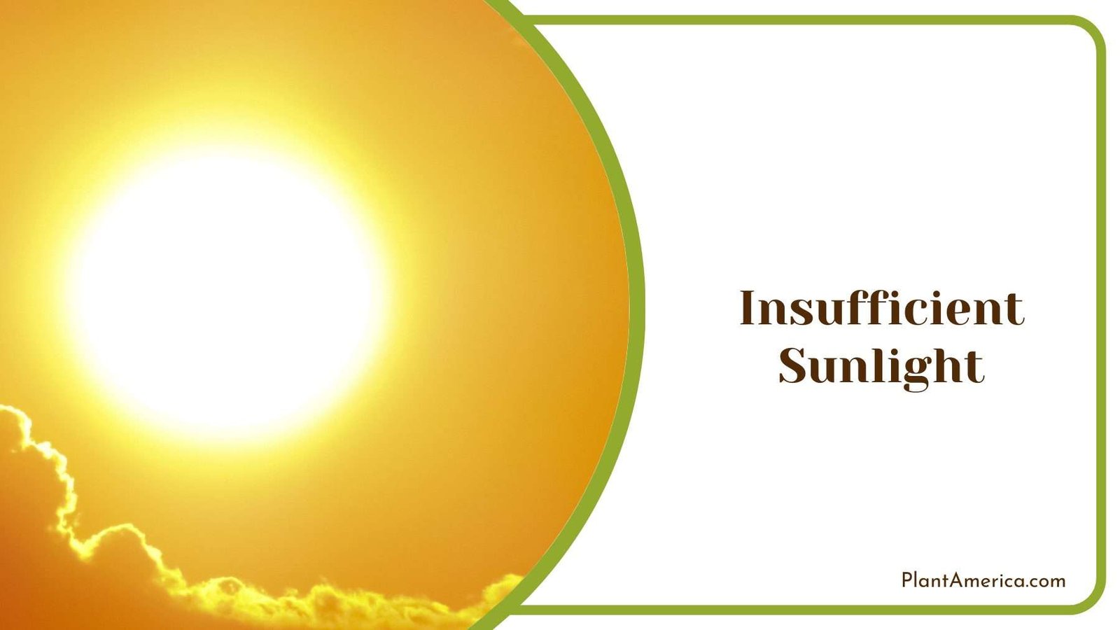 Insufficient Sunlight Plant America
