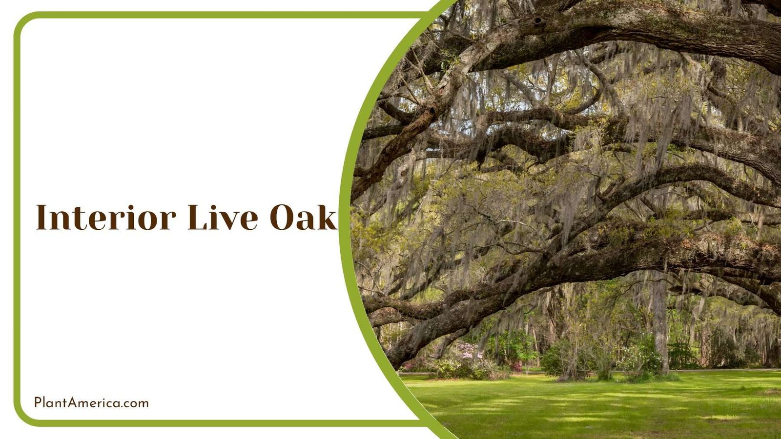 Interior Live Oak Shade Park Plant America