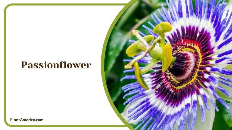 Intricate Purple Passionflower Plant America Intricate Purple Passionflower Plant America