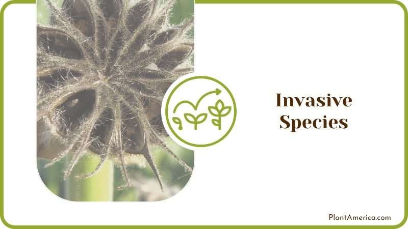 Invasive Plant Species Can Quickly Spread on Plants Plant America