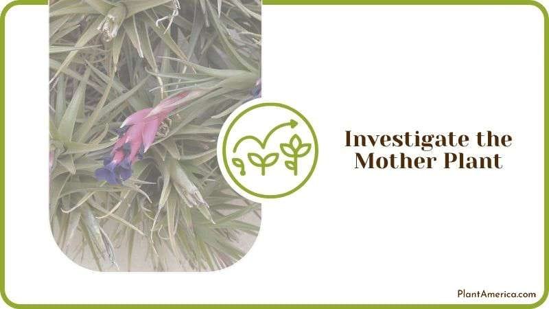 Investigate Mother Air Plant Plant America