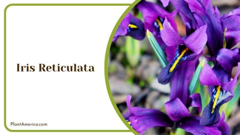 Iris Reticulata Purple Flowers Plant America 1