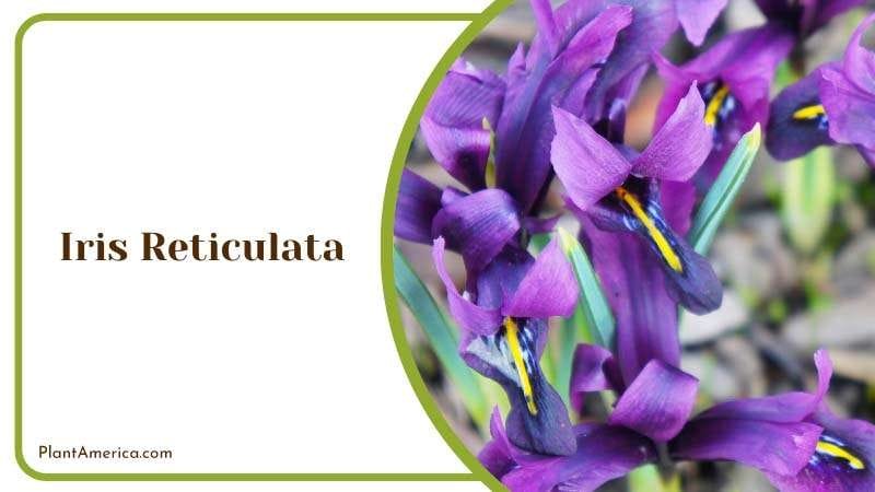 Iris Reticulata Purple Flowers Plant America