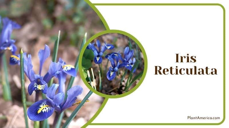Iris Reticulata Special Features PlantAmerica