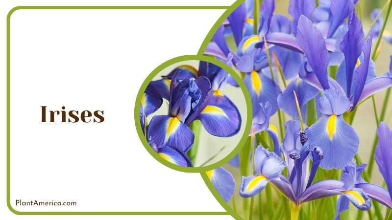 Irises Used in aromatherapy Plant America