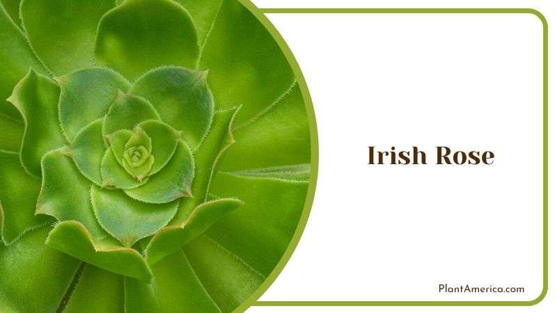 Irish Rose Plant America Irish Rose Plant America