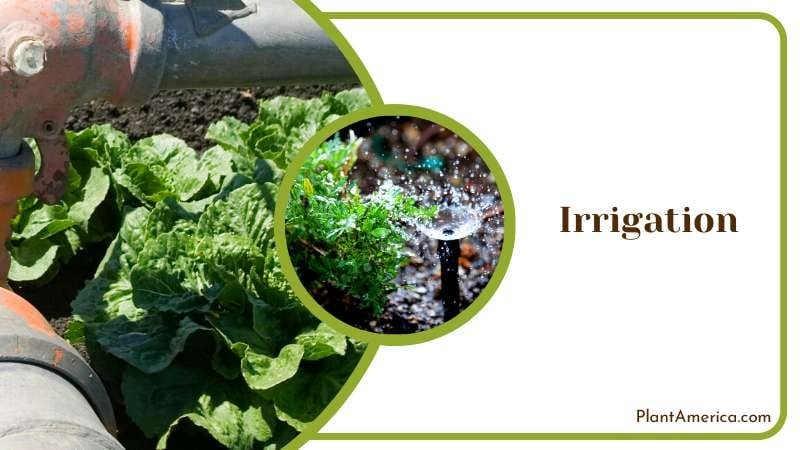 Irrigation with Filtered Water Plant America