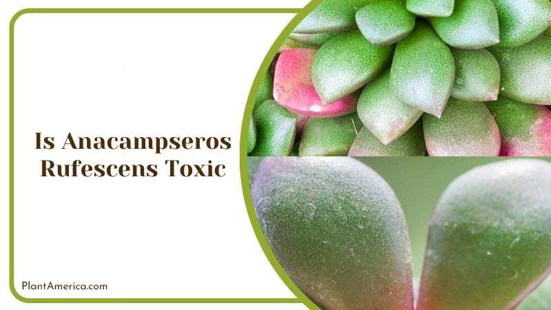 Is Anacampseros Rufescens Toxic Plant America