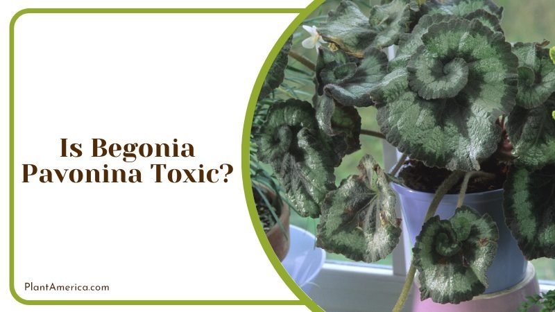 Is Begonia Pavonina Toxic ~ PlantAmerica