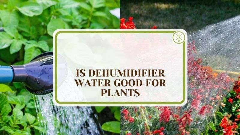 Is Dehumidifier Water Good for Plants Plant America Is Dehumidifier Water Good for Plants: Watering Made Easier