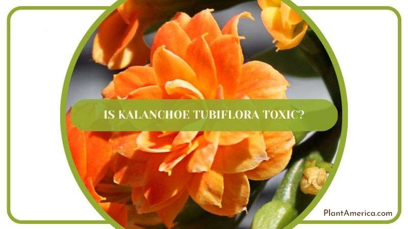 Is Kalanchoe Tubiflora Toxic