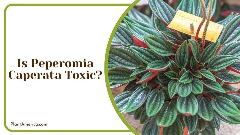 Is Peperomia Caperata Toxic PlantAmerica